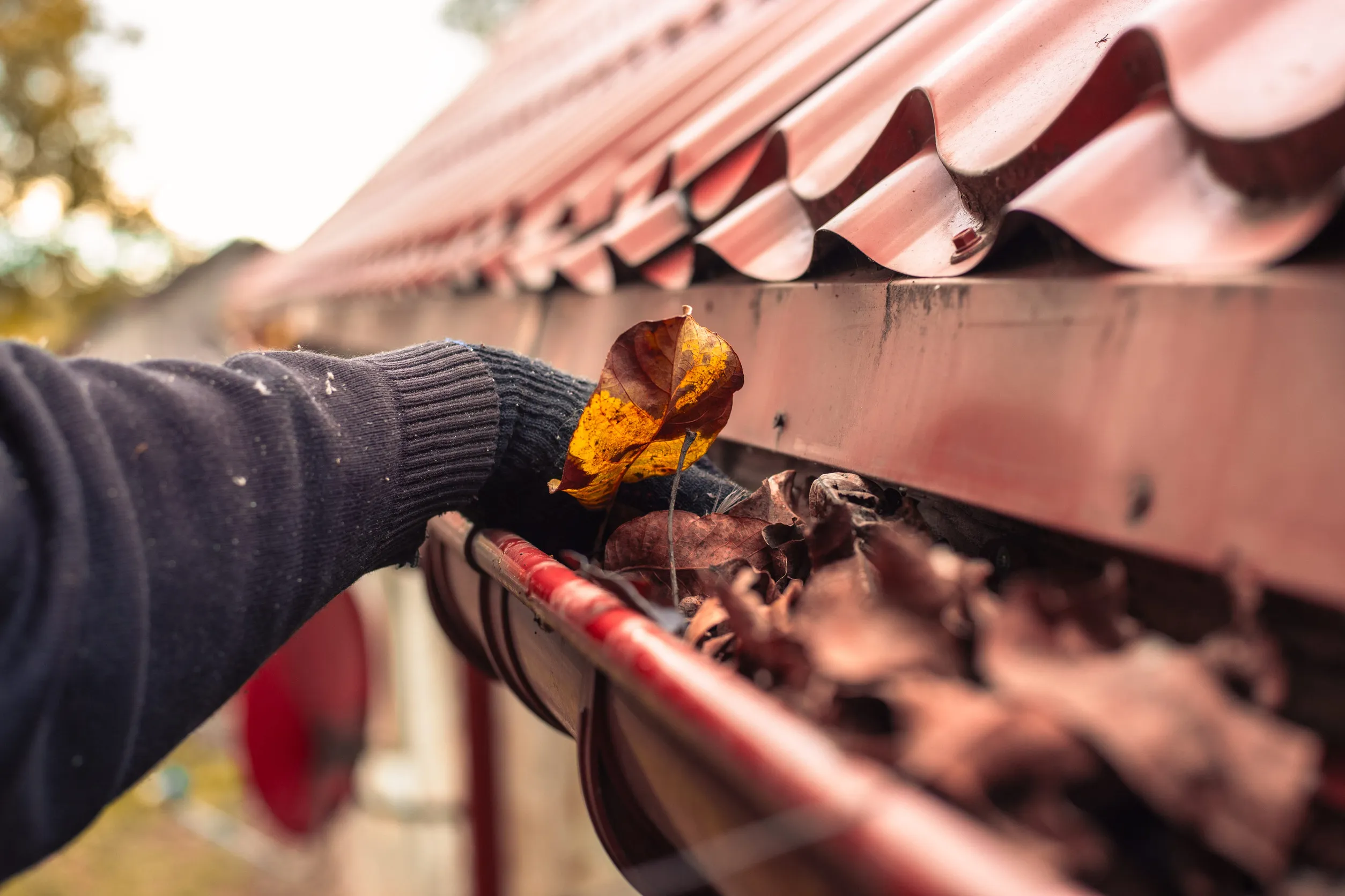 A person in black gloves picks up dry autumn leaves from a roof gutter
